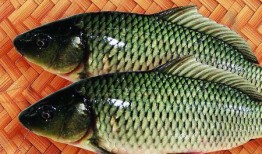 鲤鱼吃瓜的视频