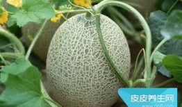 血糖吃哈密瓜,哈密瓜的甜蜜平衡之道