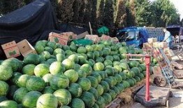 地雷吃瓜,揭秘网络舆论场的暗流涌动