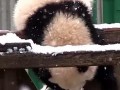 吃瓜小熊的账号,揭秘娱乐圈那些不为人知的幕后故事