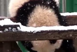 吃瓜小熊的账号,揭秘娱乐圈那些不为人知的幕后故事
