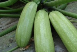 吃瓜缓解焦虑,轻松一“瓜”，焦虑全消