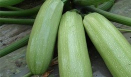 吃瓜缓解焦虑,轻松一“瓜”，焦虑全消