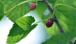 fred桑吃瓜,一场味蕾与历史的邂逅