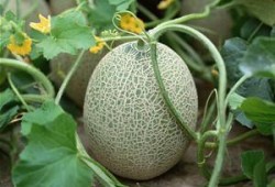 梦见全家人吃哈密瓜好甜,全家人共享哈密瓜的温馨时刻