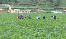 泰安双龙社区吃瓜,一场别开生面的“吃瓜”盛宴