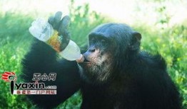 学猩猩吃瓜,揭秘动物界的趣味食趣