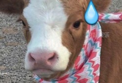 抖音前线吃瓜,揭秘热门吃瓜事件背后的真相