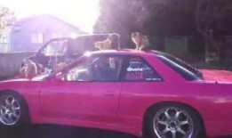 吃瓜视频车,揭秘娱乐圈幕后故事