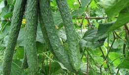 每天都在疯狂吃瓜,追踪娱乐圈疯狂吃瓜瞬间