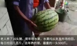 大家都急着吃瓜,全民抢鲜尝鲜，吃瓜热潮席卷而来