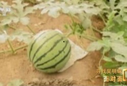 吃瓜好吃的视频,美味瞬间！揭秘吃瓜达人视频盛宴