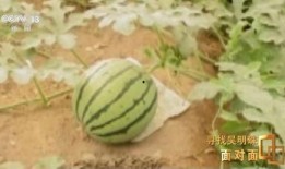 吃瓜好吃的视频,美味瞬间！揭秘吃瓜达人视频盛宴