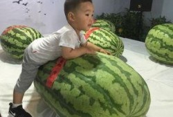 临沂大瓜吃瓜事件,一场网络狂欢背后的真相与反思