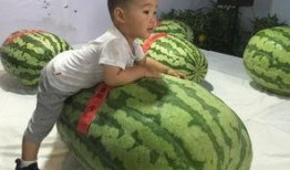 临沂大瓜吃瓜事件,一场网络狂欢背后的真相与反思