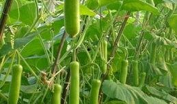 瓠瓜带皮吃,营养与美味的双重享受