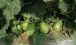 桐子吃瓜,揭秘瓜果背后的故事与营养