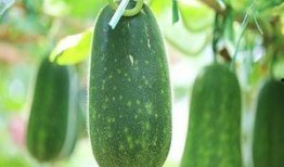 吃瓜不能被吊着,揭秘吊着吃的秘密与趣味