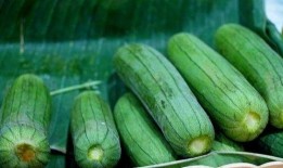 什么瓜可以每天吃,揭秘日常饮食中的健康选择