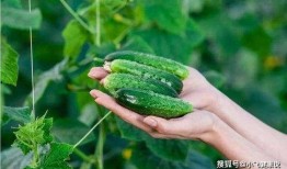 黄瓜怎么吃变毒瓜,这些误区你中了几招？