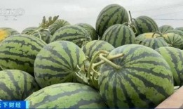 圣华女子吃瓜,一场吃瓜盛宴背后的真相揭秘