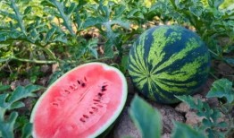 瓜哥吃瓜河南,揭秘河南的那些事儿