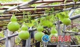 吃葫芦瓜想吐,却引发呕吐之谜