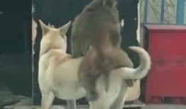 三个狗吃瓜,趣味横生话家常