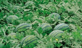 石狮吃瓜群,揭秘网络社交圈的趣味与争议