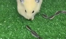 吃瓜不爱吐瓜子,品味生活真滋味