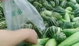 吃瓜好吃的视频,美味瞬间！揭秘吃瓜达人视频盛宴