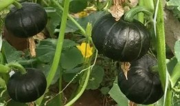 血脂高可以吃贝贝瓜,贝贝瓜助力健康生活