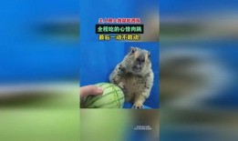 土拨鼠吃瓜配音,笑料横生，带你领略田园风光