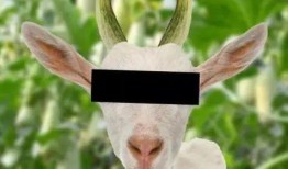 羊老师吃瓜,揭秘娱乐圈那些不为人知的幕后故事