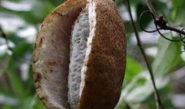 手术后吃八月瓜可以吗