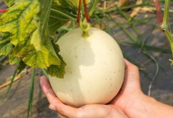 疼痛可以吃毛瓜吗,毛瓜——天然止痛美食的选择