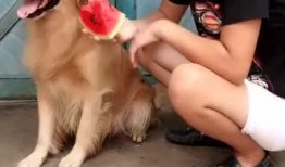 狗吃瓜看吵架,一场宠物视角的社交观察