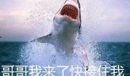 鲨鱼吃瓜自拍表情包,表情包界的“海洋霸主”