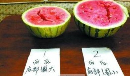 墨尔本留学圈吃瓜,揭秘留学生活中的“吃瓜”趣事