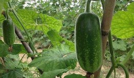 威县大白瓜怎么吃,多味食法，尽享田园美味