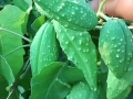 吃瓢瓜去皮吗,去皮还是不去皮，营养与口感大揭秘