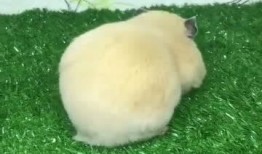 吃瓜不爱吐瓜子,品味生活真滋味