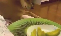 好家伙cg吃瓜