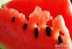 孕妇可以吃树胶瓜吗,树胶瓜的营养与安全指南