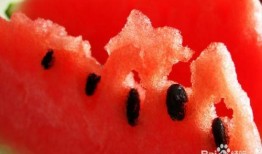 孕妇可以吃树胶瓜吗,树胶瓜的营养与安全指南