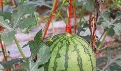 吃瓜久久福利,揭秘娱乐圈幕后故事