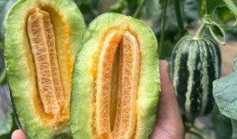 吃小果瓜,探寻美味背后的奇妙之旅