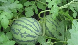 吃瓜老鬼,吃瓜老鬼带你领略幕后风云