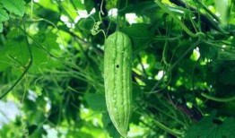 吃瓜每日一赛,揭秘精彩赛事背后的故事