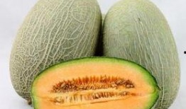 吃棒棒糖可以吃哈密瓜吗,跨界美食的奇妙邂逅